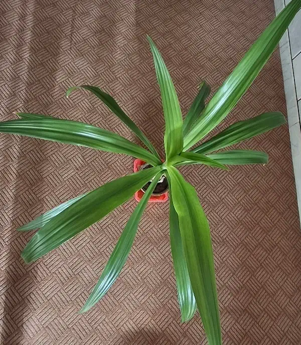 گل اشک ملکه|گل و گیاه طبیعی|مبارکه, |دیوار