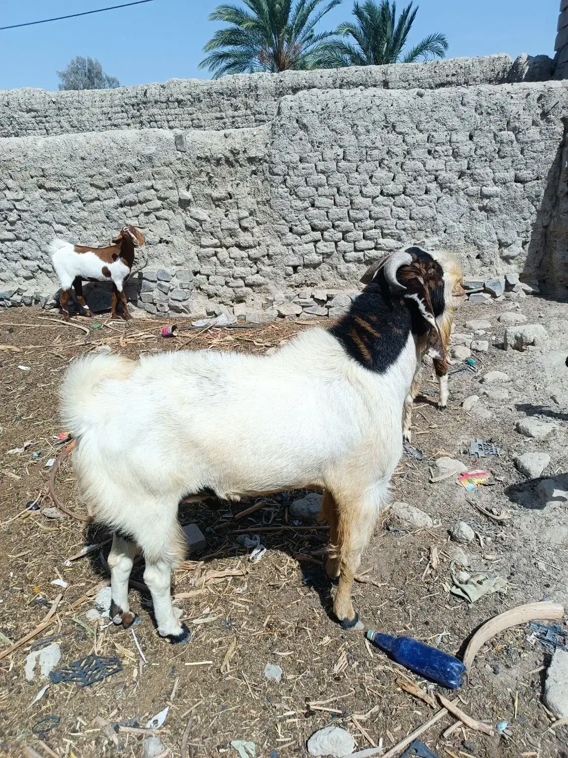 پاچن پنجاپ مال داری بزرگ|حیوانات مزرعه|سراوان, |دیوار