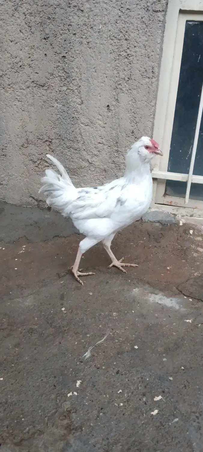 خروس گلین اصیل|حیوانات مزرعه|بیستون, |دیوار