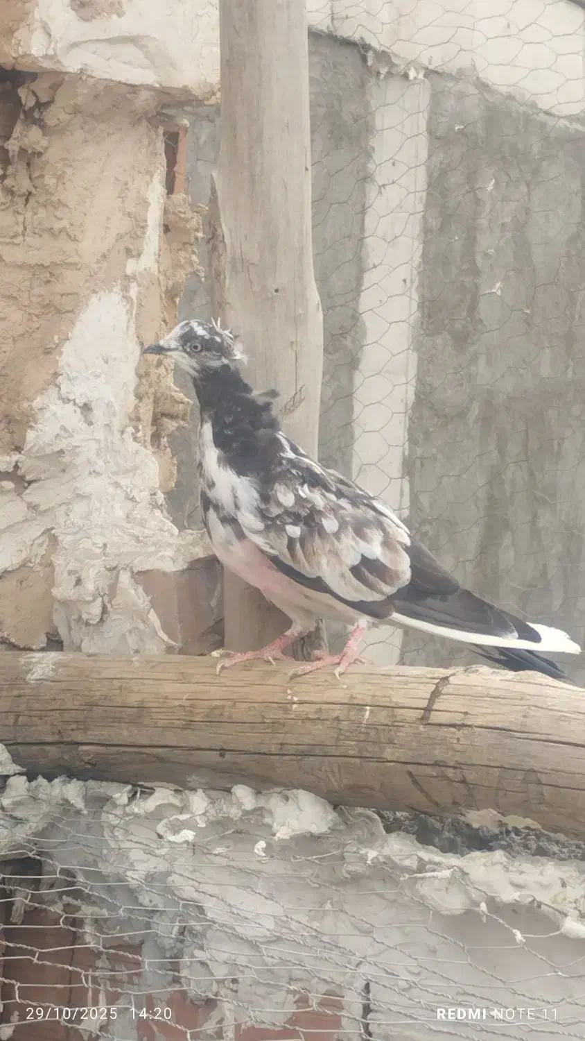 جوجه غریب|پرنده|خوی, |دیوار