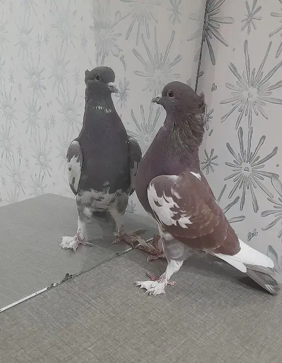 کفتر سرخ|پرنده|فولادشهر, مسکن مهر فولادشهر|دیوار