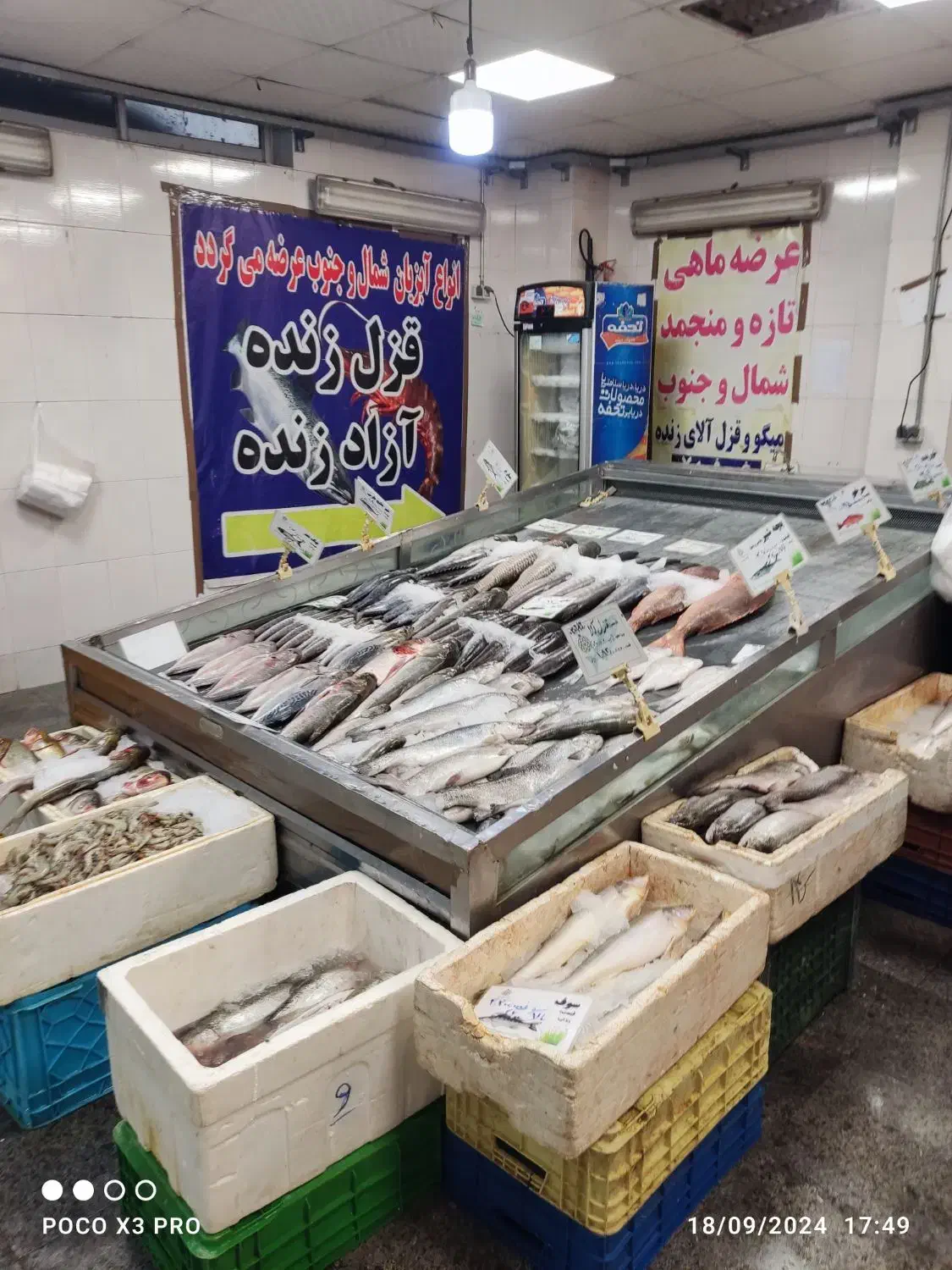 یخچال ماهی و مرغ خوابیده استیل با موتور|یخچال و فریزر|تهران, اکباتان|دیوار