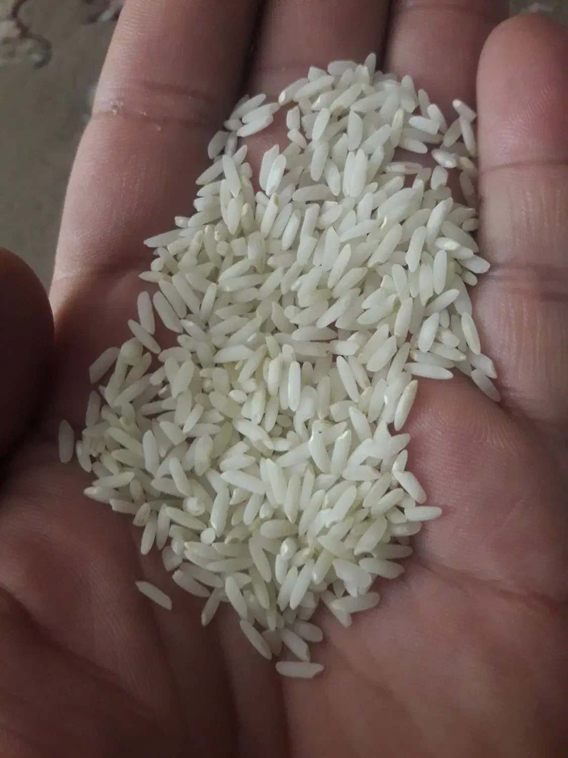 فروش برنج علی کاظمی|خوردنی و آشامیدنی|دورود, |دیوار