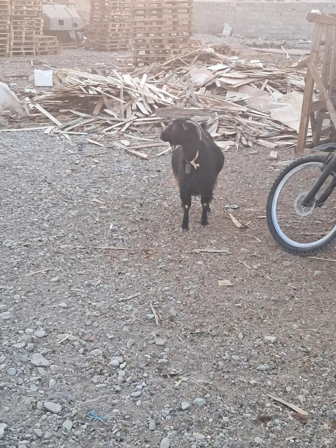 یک عدد بز ماده آوستن|حیوانات مزرعه|محمدشهر, ولدآباد|دیوار