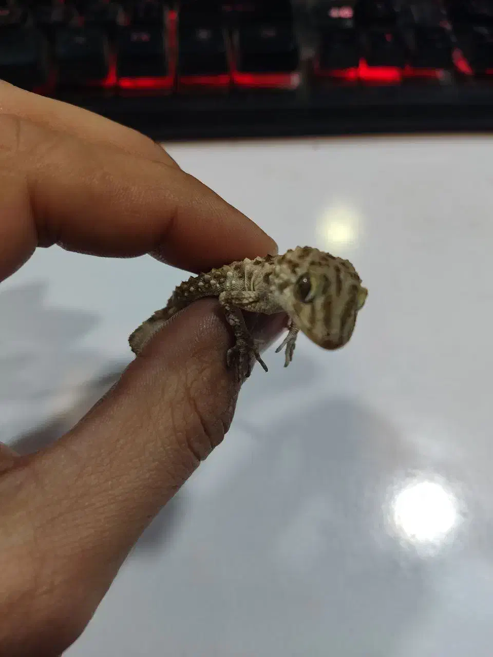 فوق‌العاده جذاب دیدنی|خزنده|مشهد, هفده شهریور|دیوار