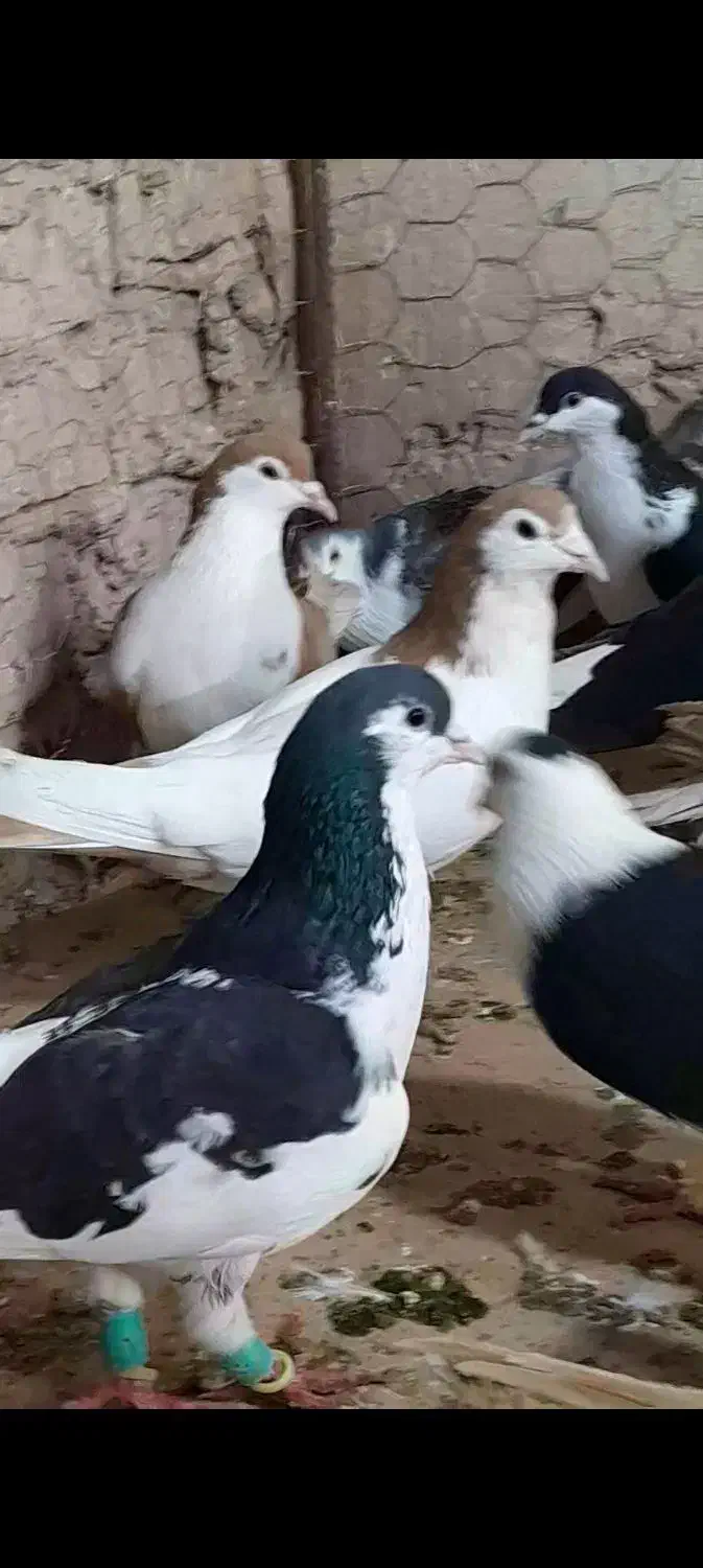 ۳۰تا ساده و چپ پرشی|پرنده|مشهد, امام رضا (ع)|دیوار