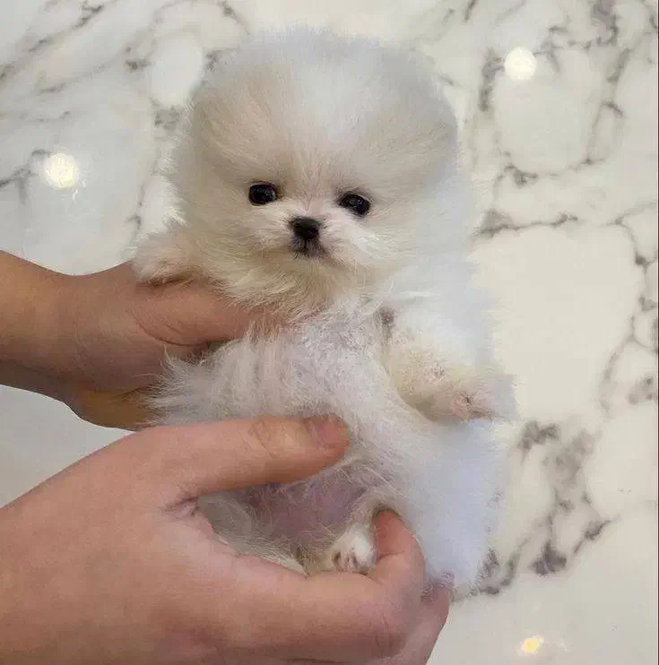 توله سگ پامر خرسی و عروسکی ۱۰ م|سگ|تهران, چیتگر جنوبی|دیوار