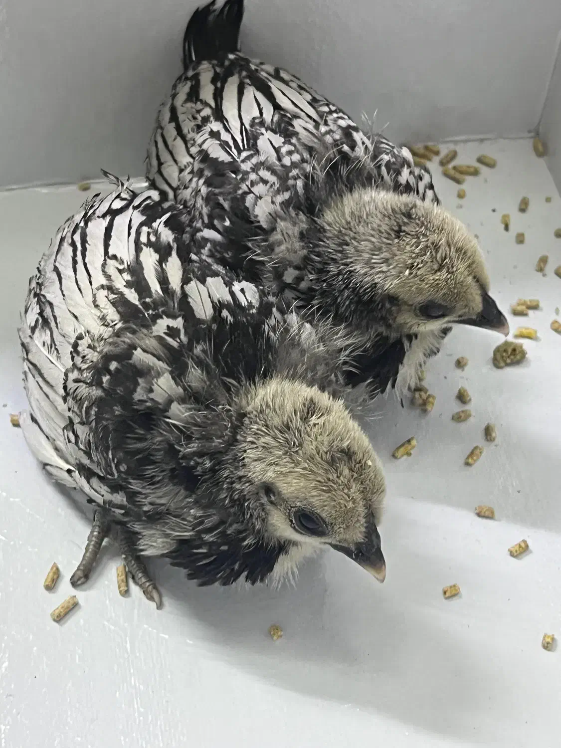 جوجه سبرایت|حیوانات مزرعه|ورامین, شهرک فجر|دیوار