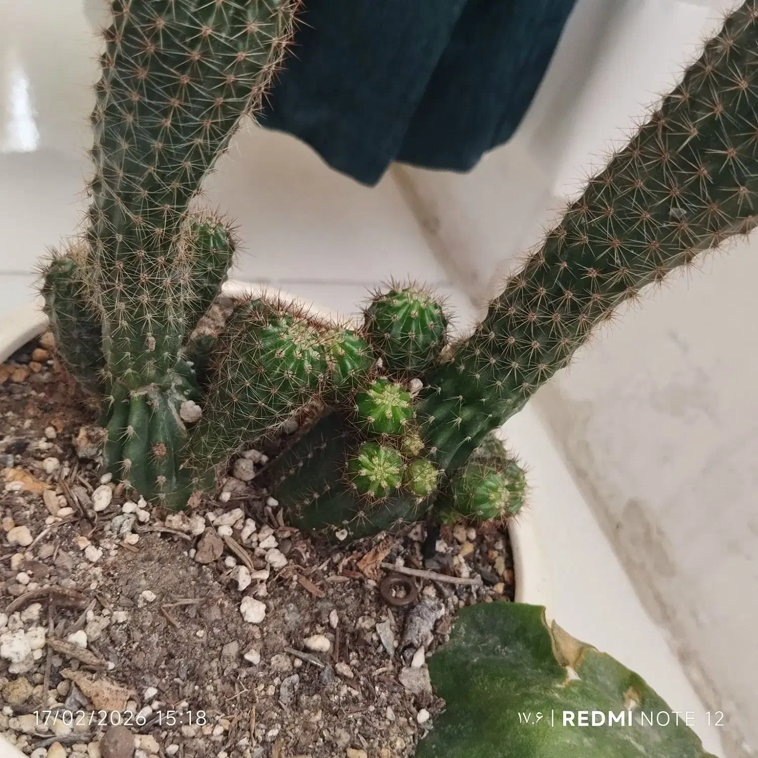 دیفن باخیا|کلکسیون و سرگرمی|مشهد, باغون آباد|دیوار