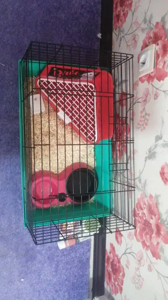 خرگوشی|لوازم جانبی حیوانات|شیراز, فرگاز|دیوار