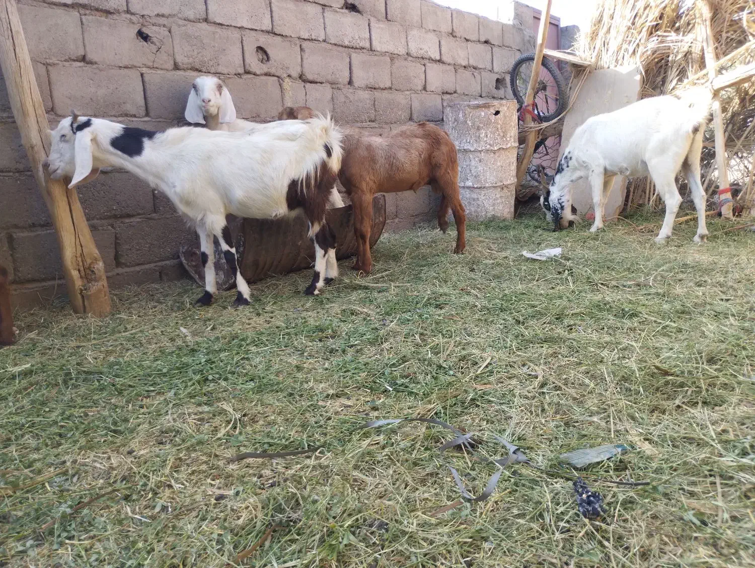 بزپاکستانی|حیوانات مزرعه|نگین کویر, |دیوار