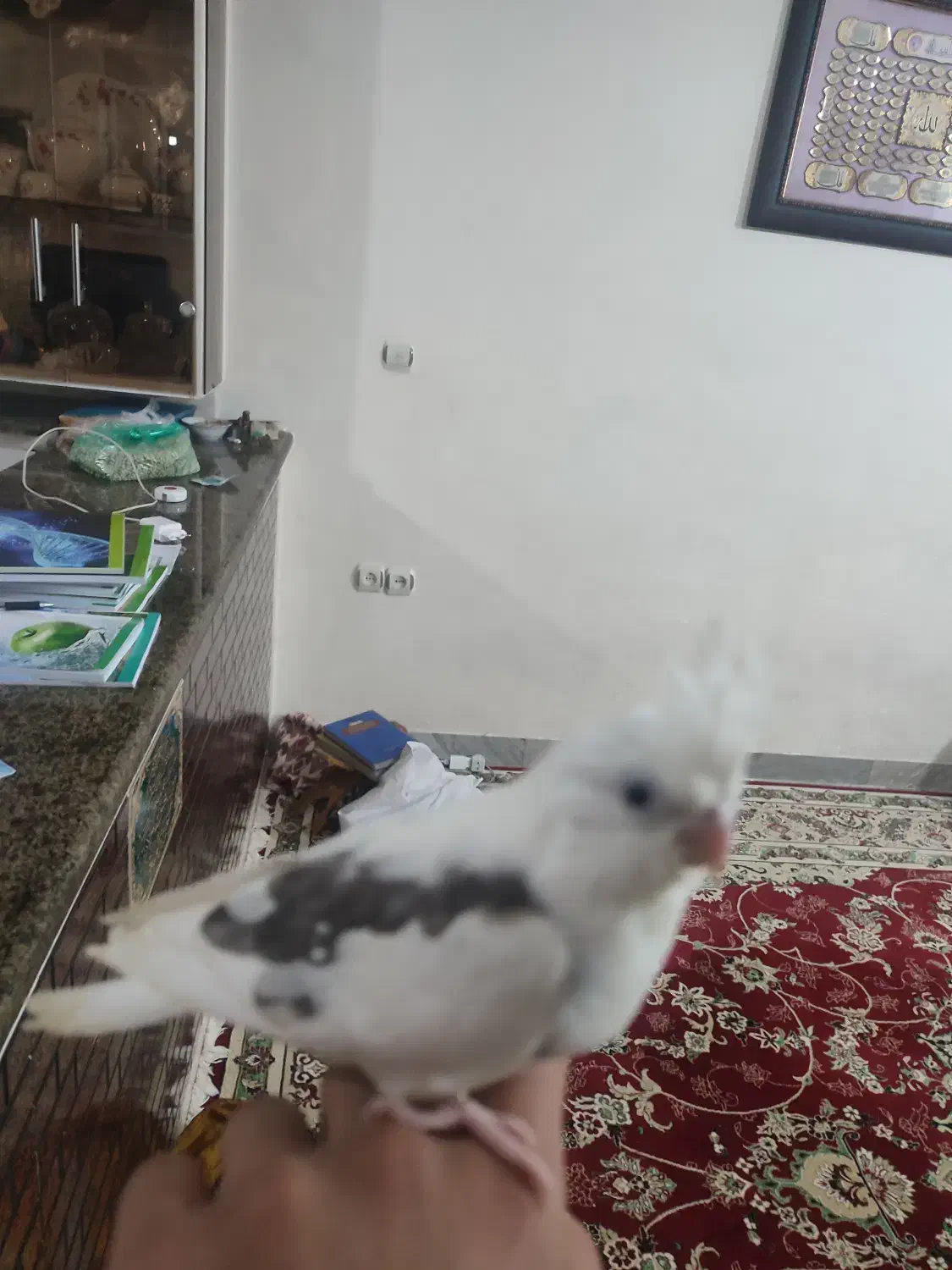 عروس هلندی گم شده|پرنده|نورآباد, |دیوار