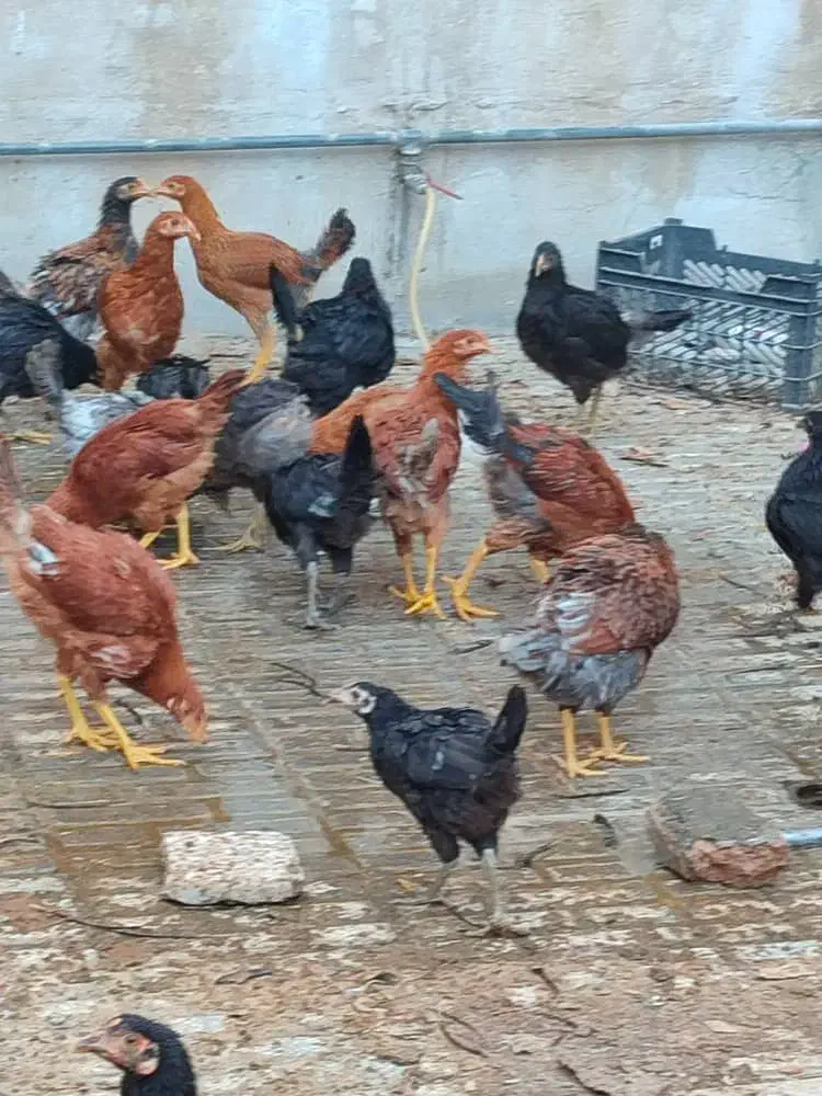 مرغ خروس محلی|حیوانات مزرعه|کرمانشاه, |دیوار