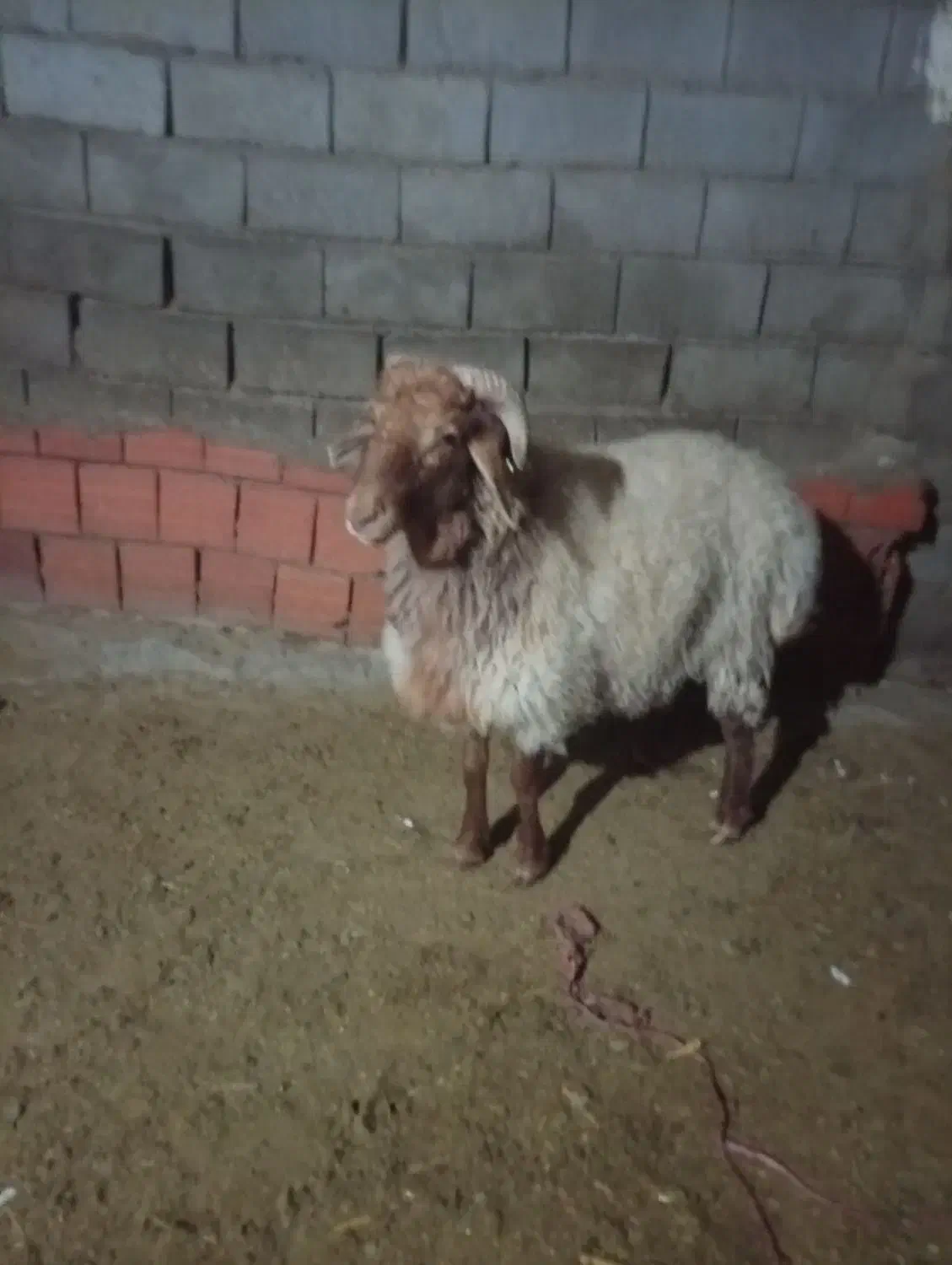 قوچ همو|حیوانات مزرعه|گرمخان, |دیوار