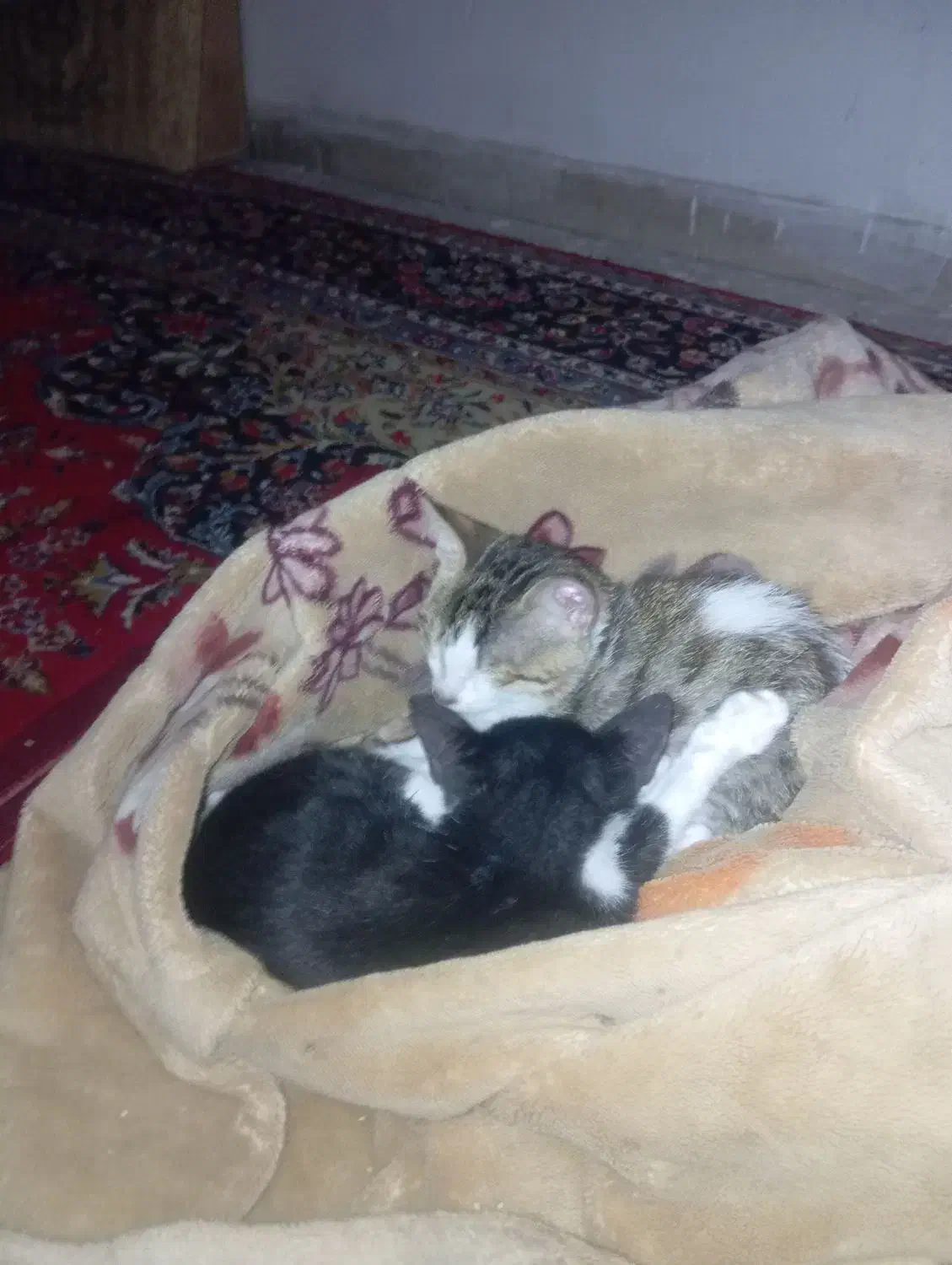 پناهگاه امن برای گربه آسیب دیده|گربه|بروجرد, |دیوار