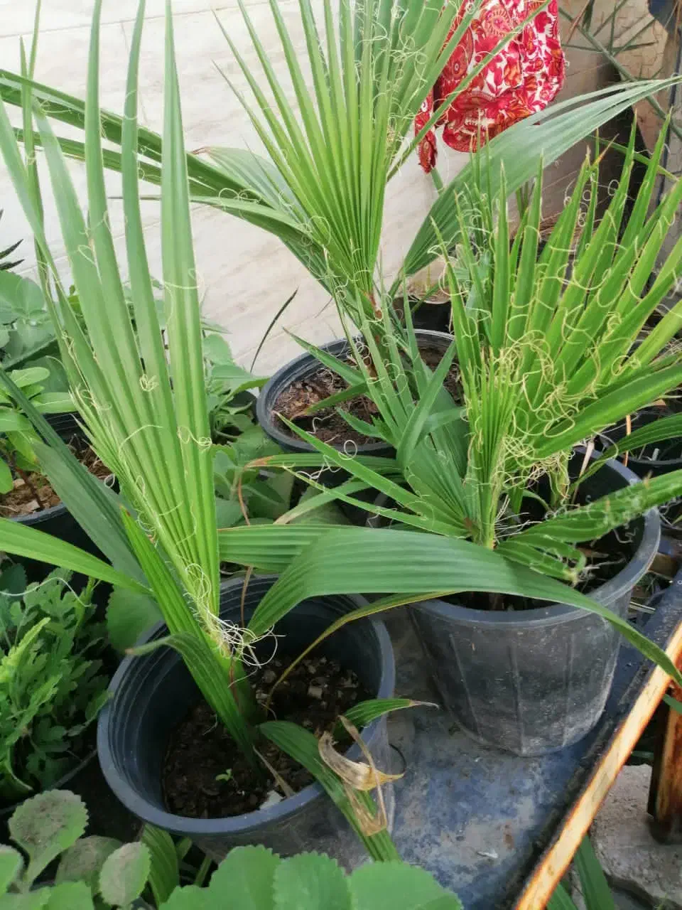 گل وگیاه طبیعی باقیمت مناسب|گل و گیاه طبیعی|برازجان, |دیوار