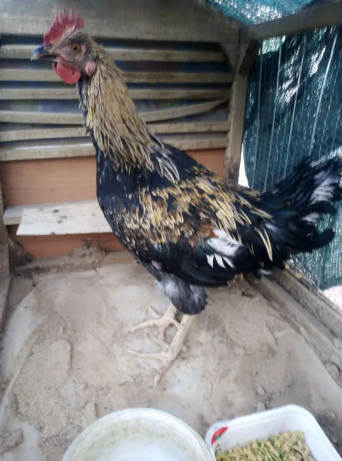 خروسی محلی|حیوانات مزرعه|فردوس (خراسان), |دیوار