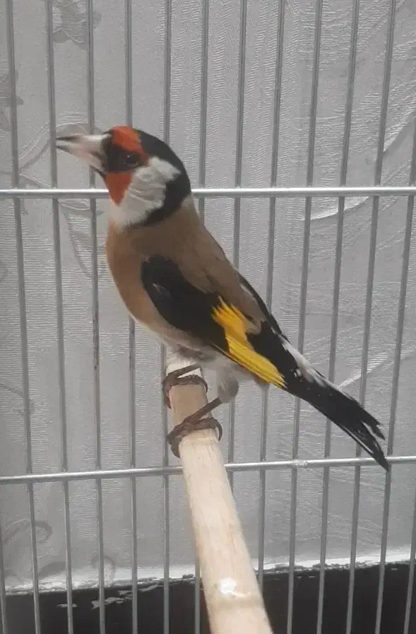 سهره خوش آواز|پرنده|تهران, صد دستگاه|دیوار