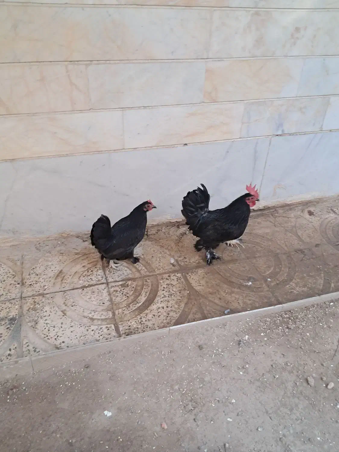 مرغ خروس سیاه|حیوانات مزرعه|نسیمشهر, |دیوار