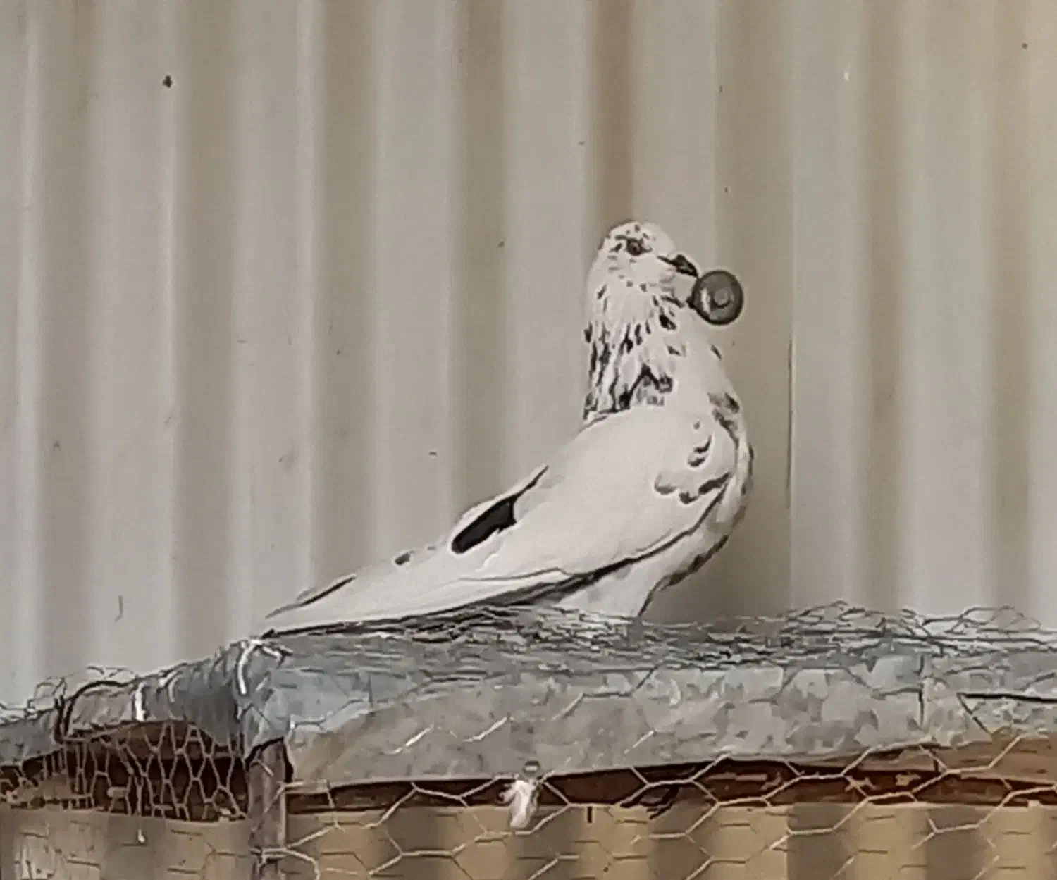 کبوتر کله دمبی کاشونی|پرنده|فرخ‌شهر, |دیوار