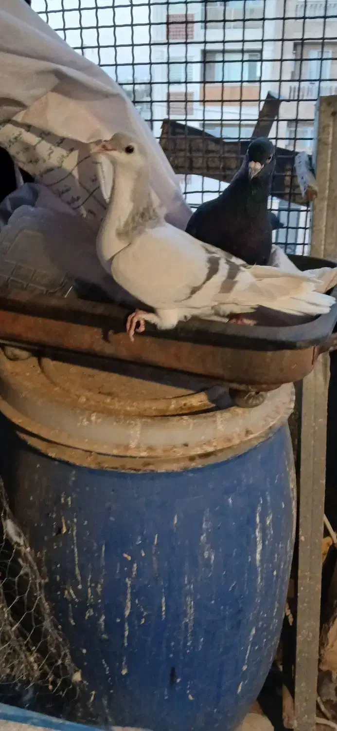 کیوتر|پرنده|قزوین, |دیوار