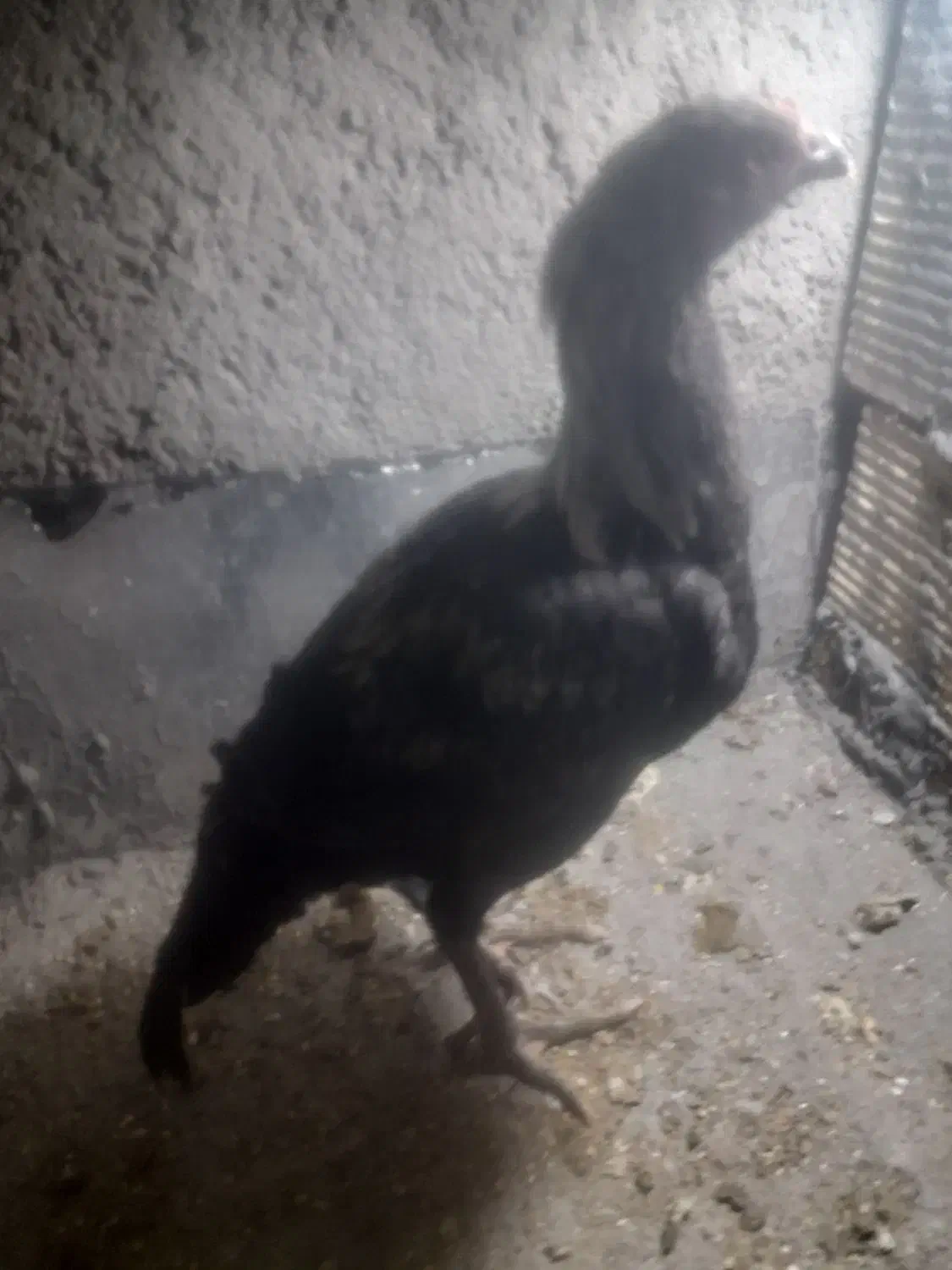 لاری خروس ۳ ماه بشرط|حیوانات مزرعه|پاکدشت, پارچین|دیوار