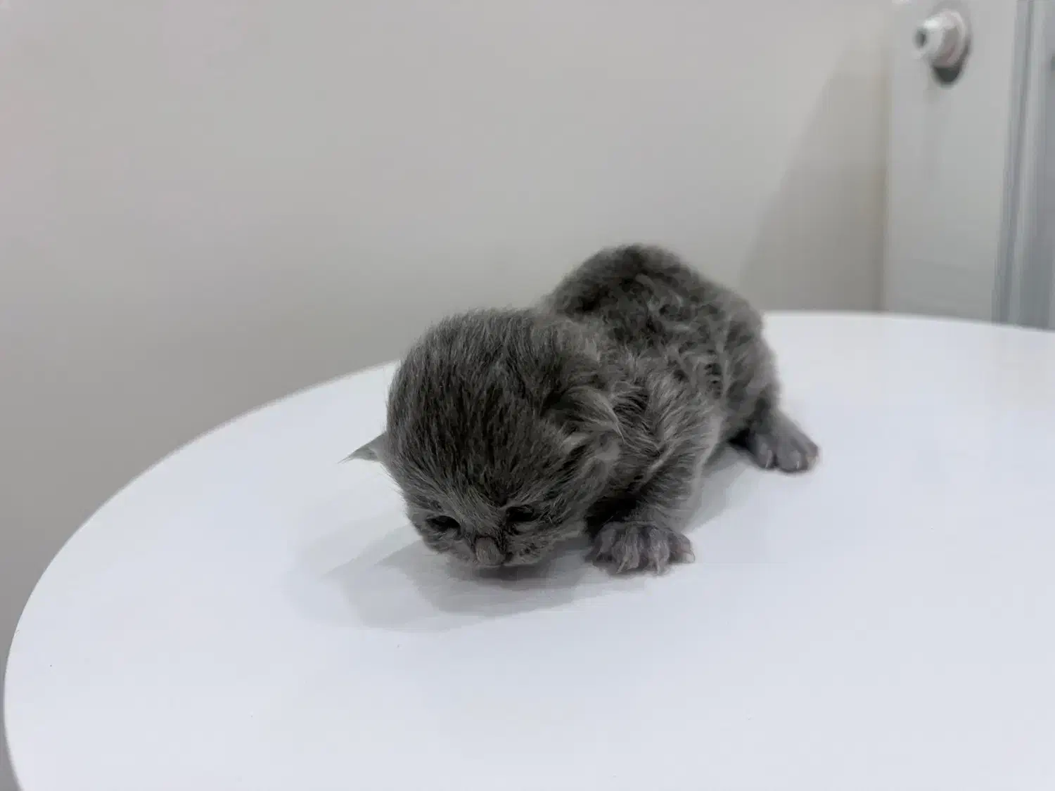 بچه گربه اسکاتیش بلو|گربه|ارومیه, |دیوار