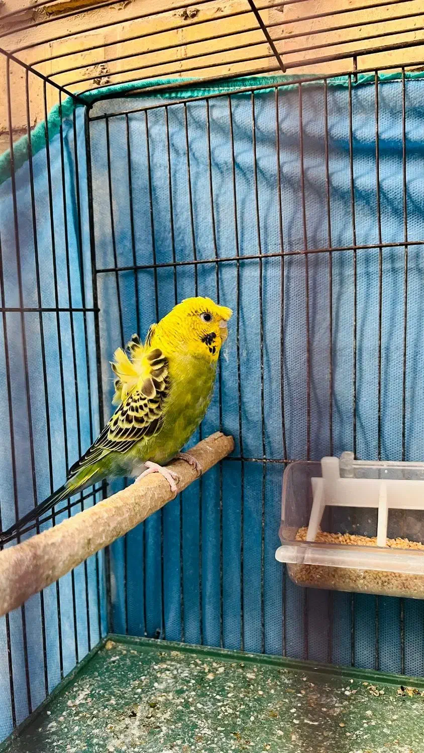 مرغ عشق پروانه ای|پرنده|بندر ماهشهر, |دیوار