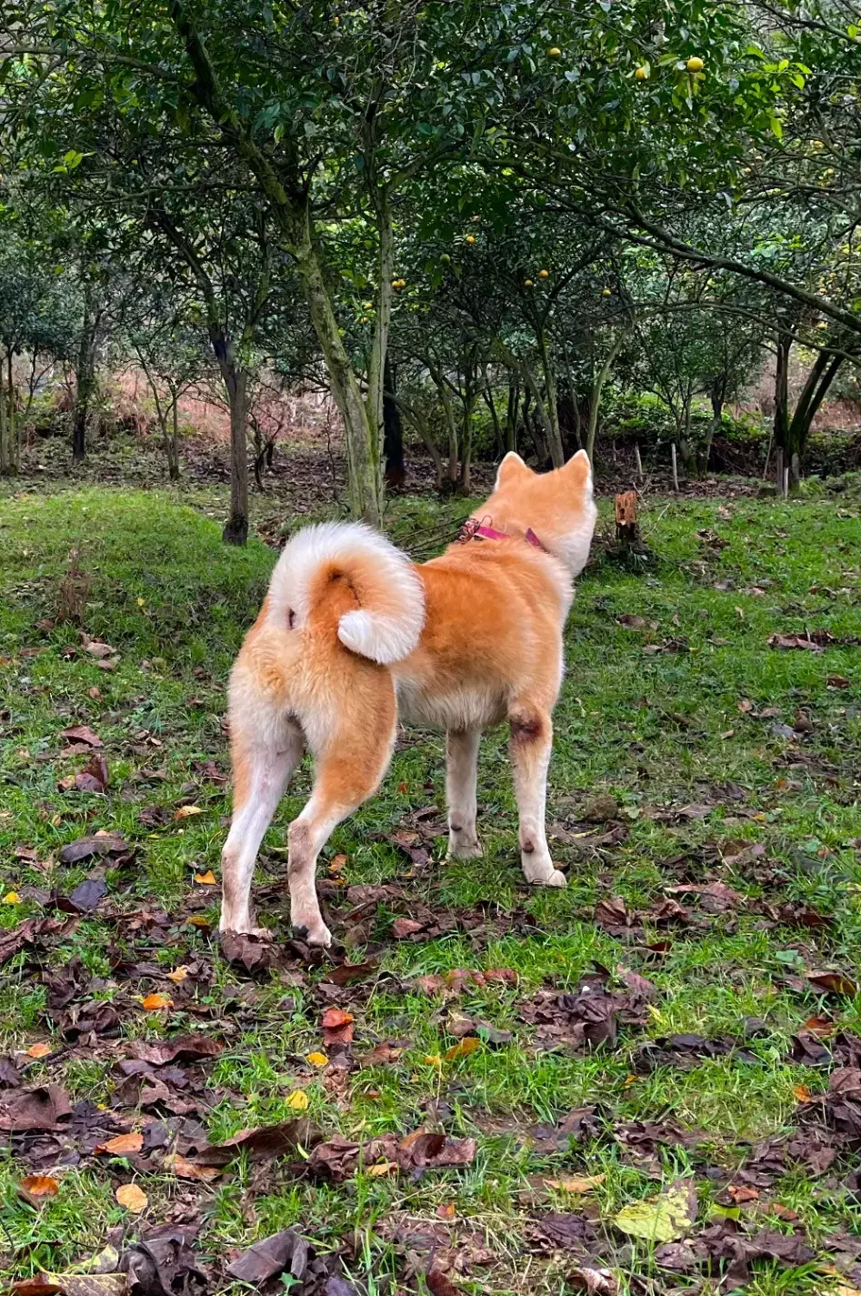 فروش آکیتا ژاپنی|سگ|چابکسر, |دیوار