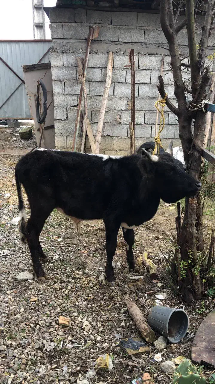 گاو نره سر شاخی|حیوانات مزرعه|چالوس, |دیوار