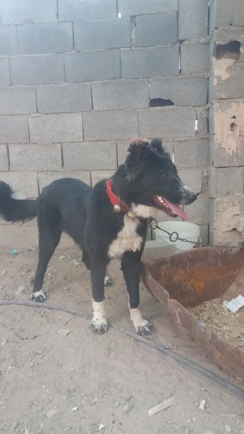 سگ نگهبان|سگ|اصفهان, ابر|دیوار