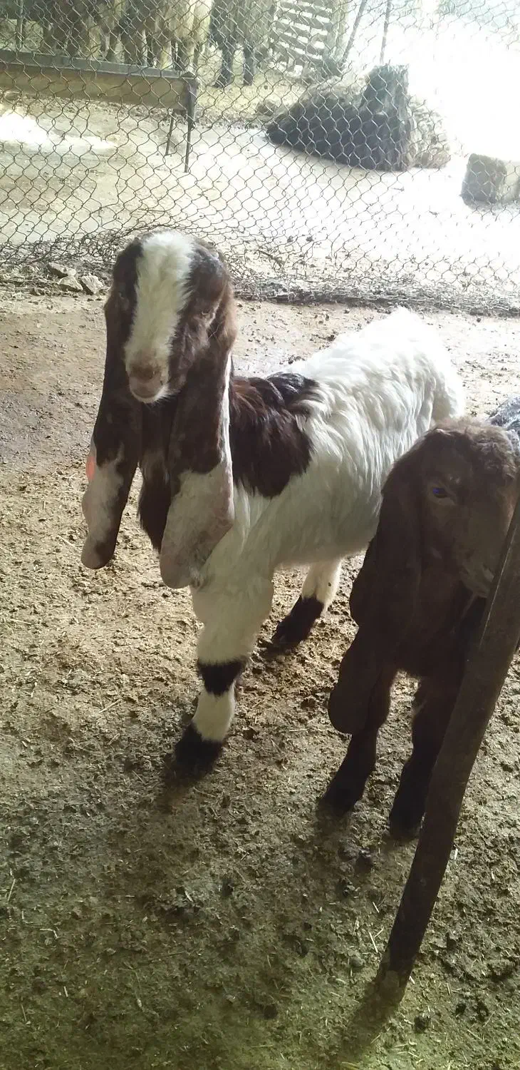 بز و بیگ افغانی|حیوانات مزرعه|دزفول, |دیوار