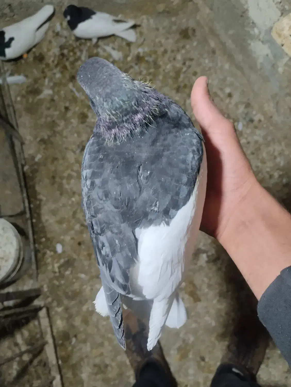 کبوتر بزک قهوری ماده گم شده|پرنده|شیراز, کوشک میدان|دیوار