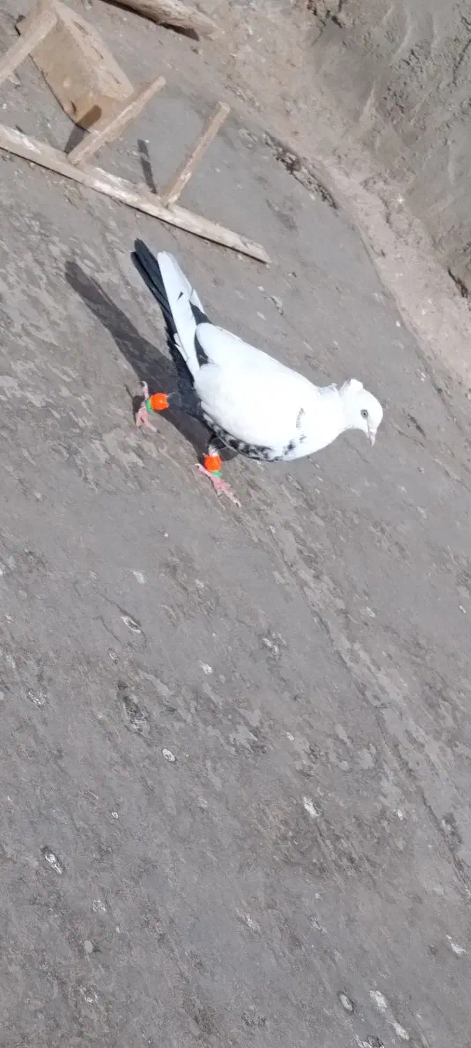 کفتز|پرنده|فیروزه, |دیوار