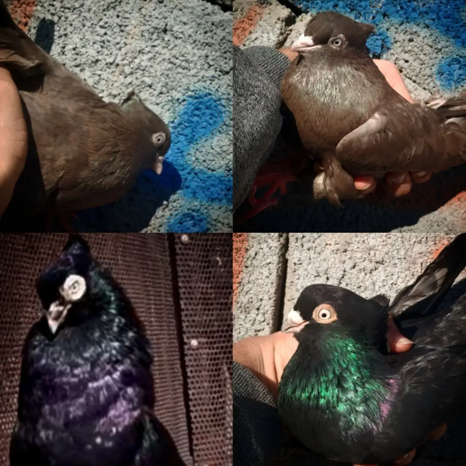 کبوتر|پرنده|اصفهان, کلمان|دیوار