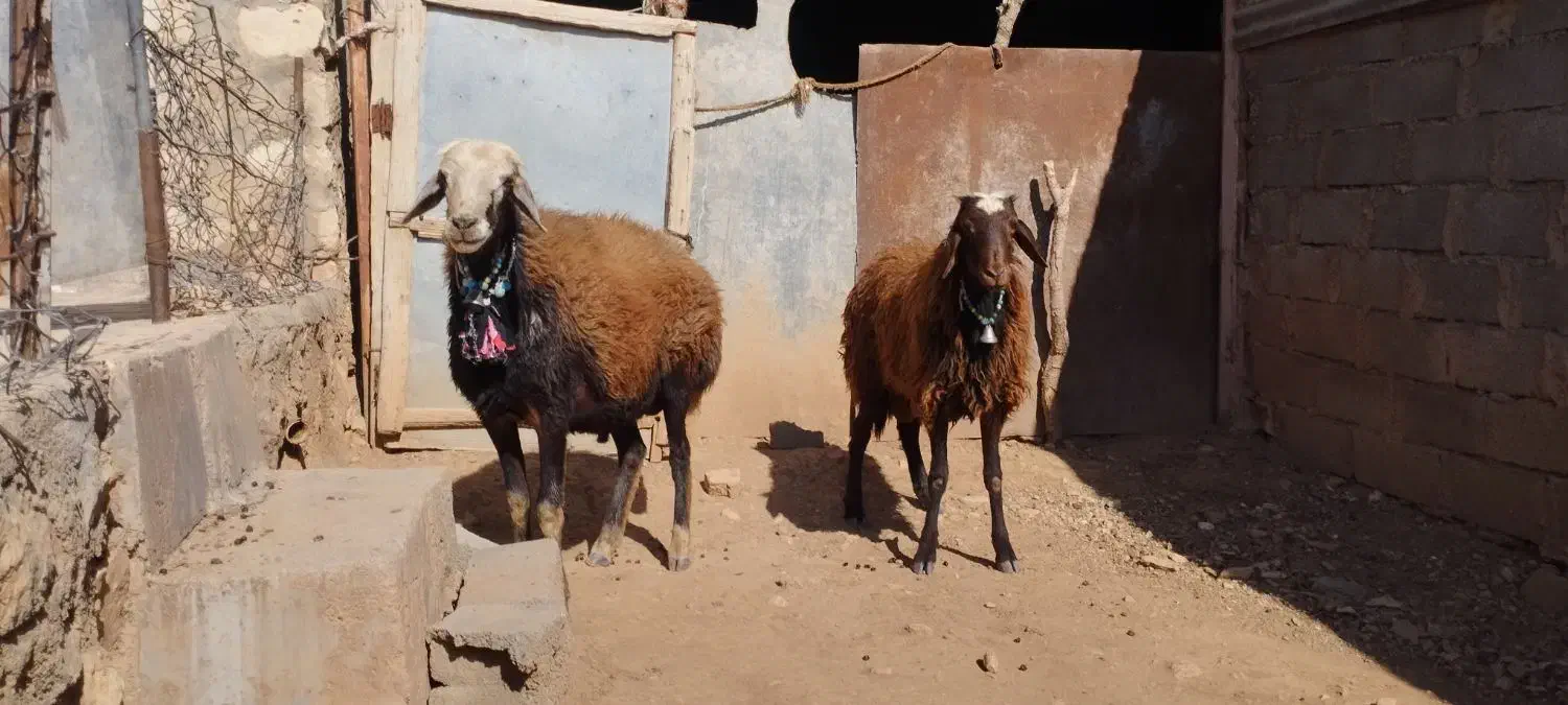 دو عدد ورن افشار جوان|حیوانات مزرعه|کوهدشت, |دیوار