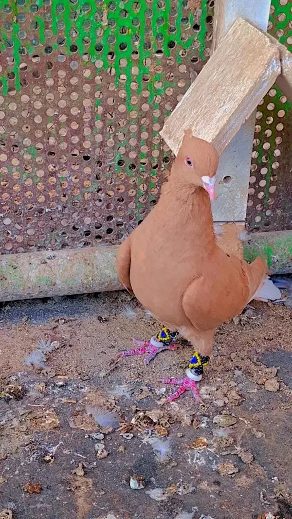 دم سفید زرد خال سیاه|پرنده|بندر ماهشهر, |دیوار