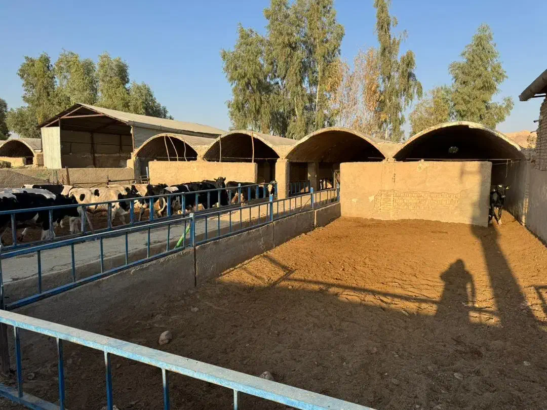 معاوضه یا فروش دامداری با خانه|فروش زمین و ملک کلنگی|جوادآباد, |دیوار