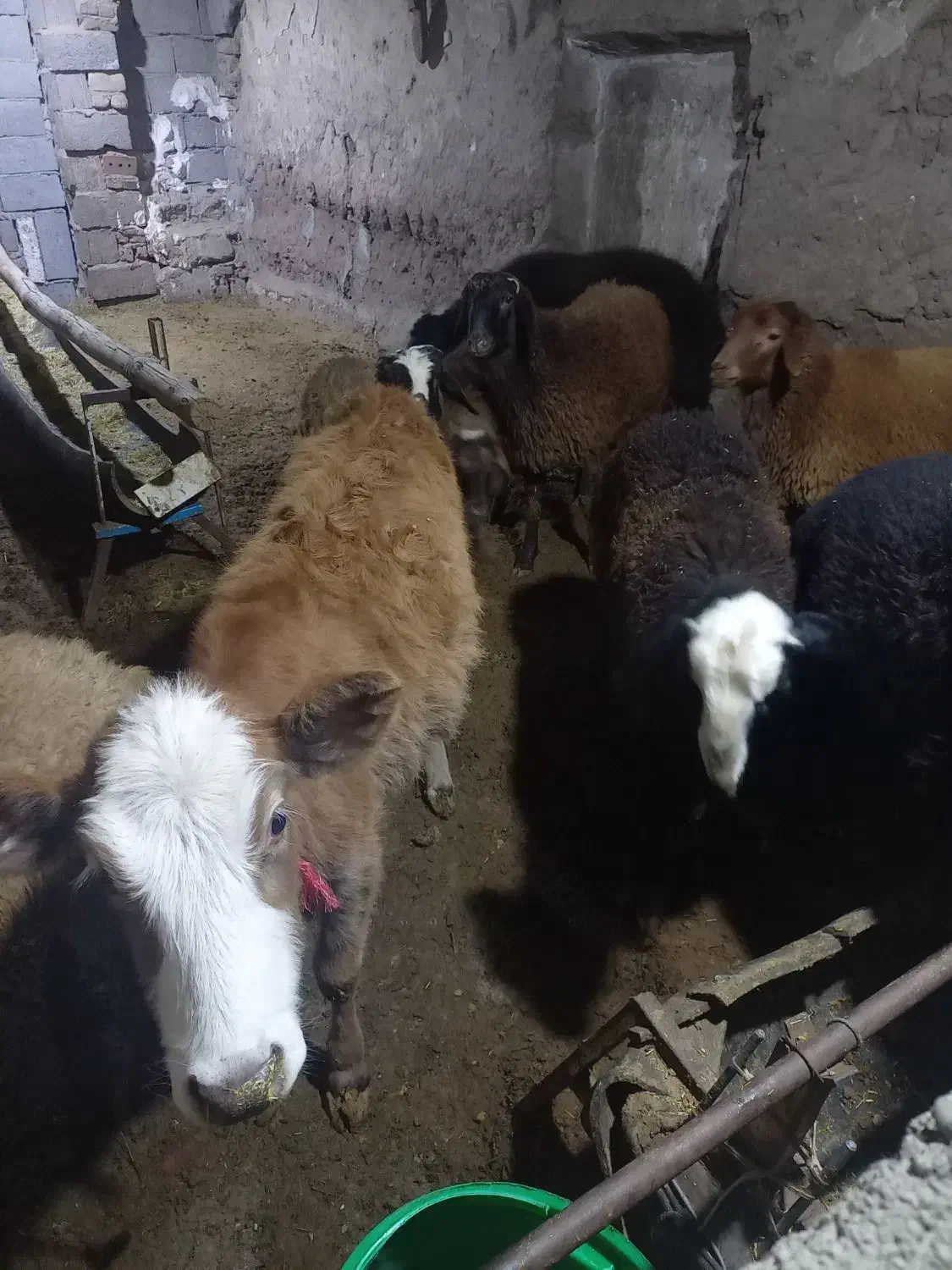 گوساله و گوسفند قربانی|حیوانات مزرعه|هریس, |دیوار