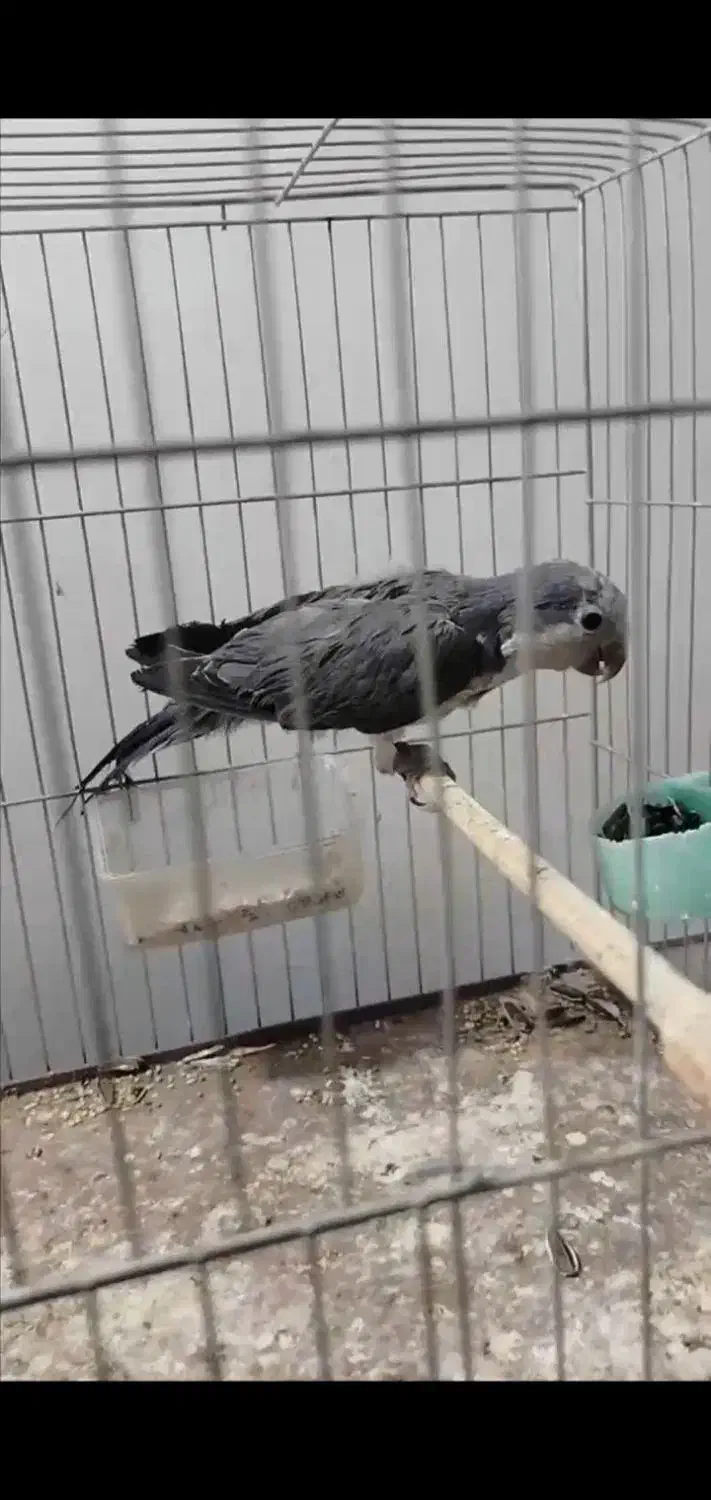 جفت گرینچیک رنگ خاص|پرنده|بناب, |دیوار