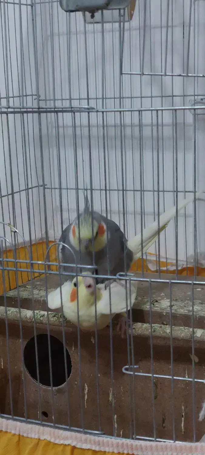 عروس هلندی بالغ|پرنده|پیر بکران, |دیوار