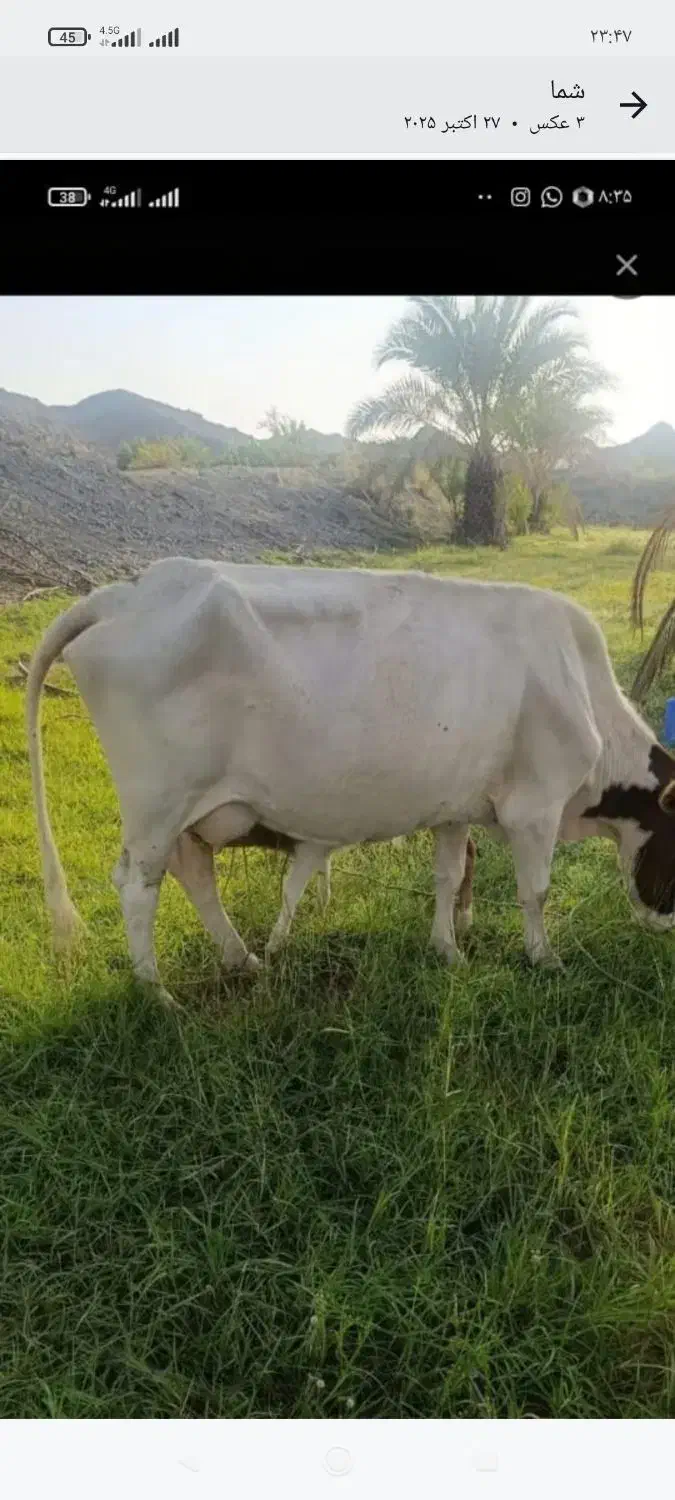 گاو و گوساله نر|حیوانات مزرعه|جیرفت, |دیوار