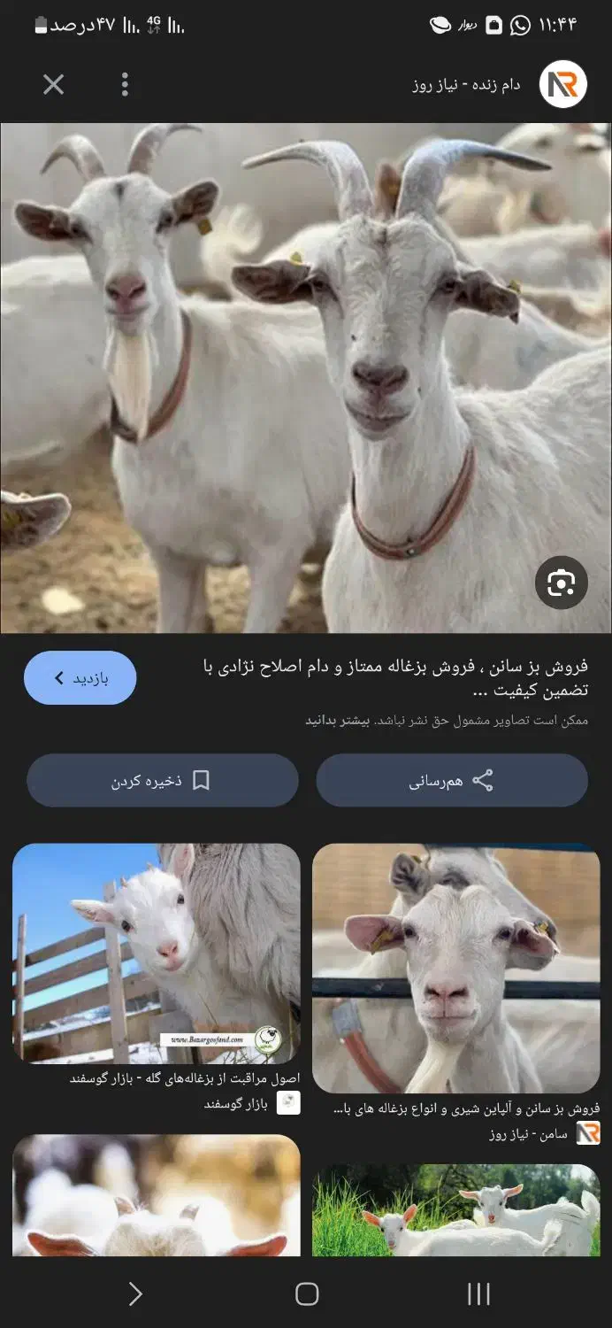 فروش بزغاله نر|حیوانات مزرعه|اژیه, |دیوار