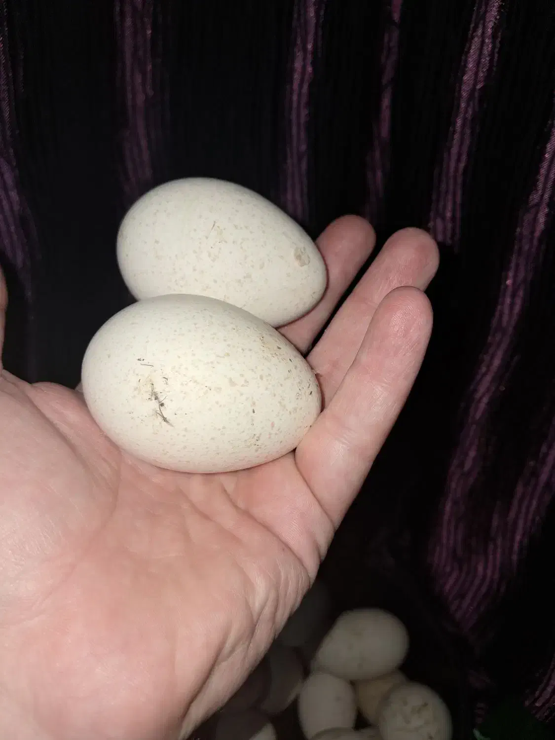 تخم بوقلمو وغاز|حیوانات مزرعه|گرگان, |دیوار