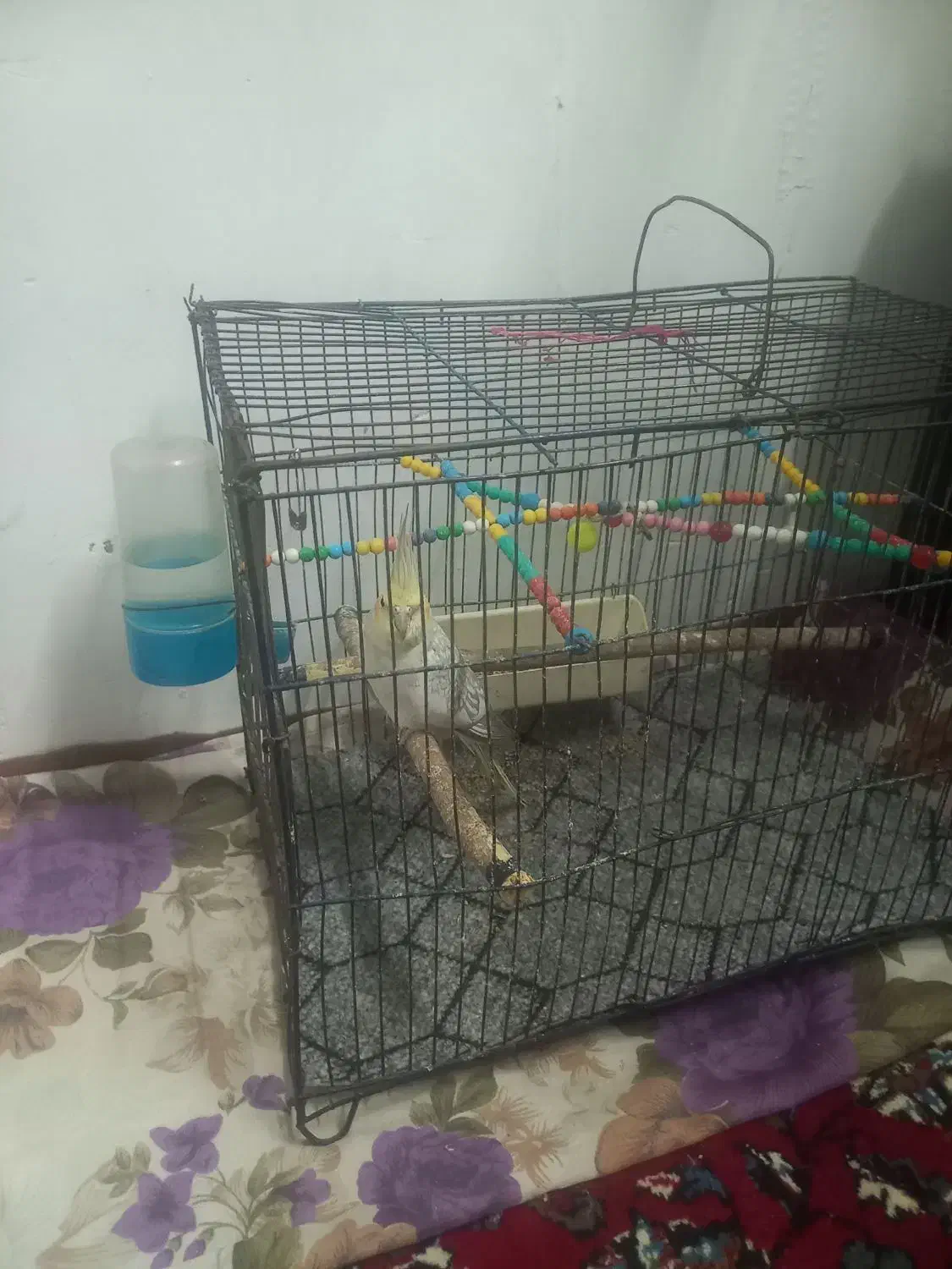 عروسی هلندی|پرنده|گیلوان, |دیوار