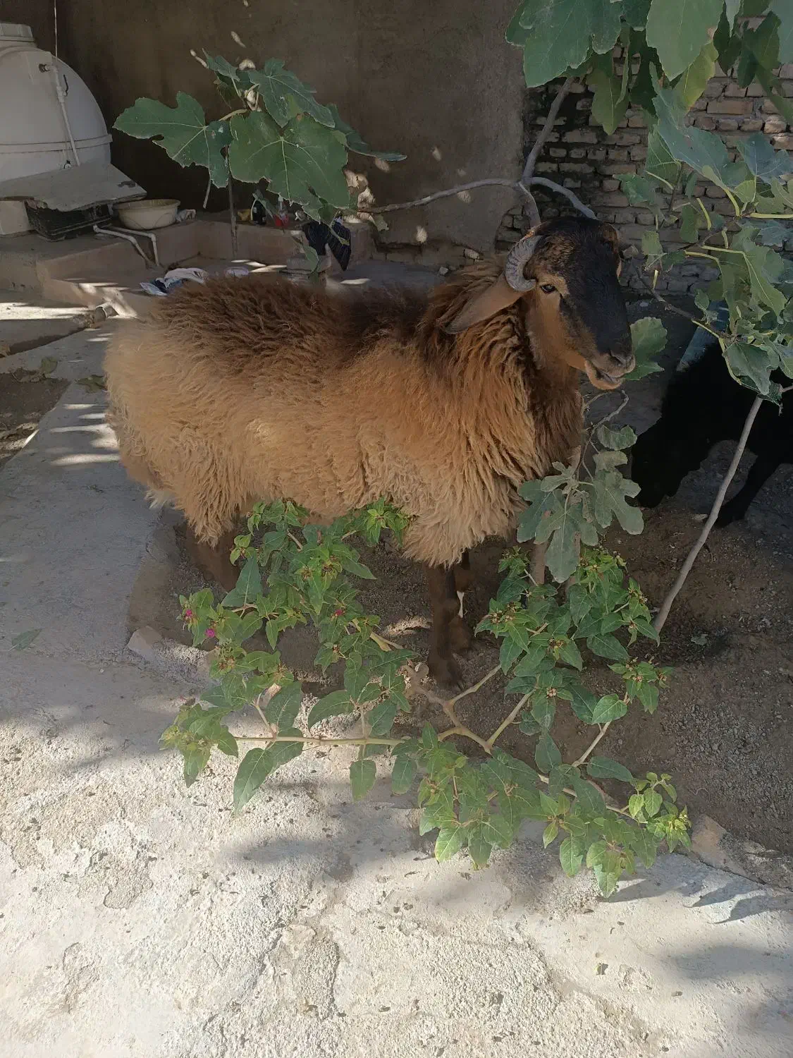 2عدد گوسفند چاق(نر)|حیوانات مزرعه|سیمین شهر, |دیوار