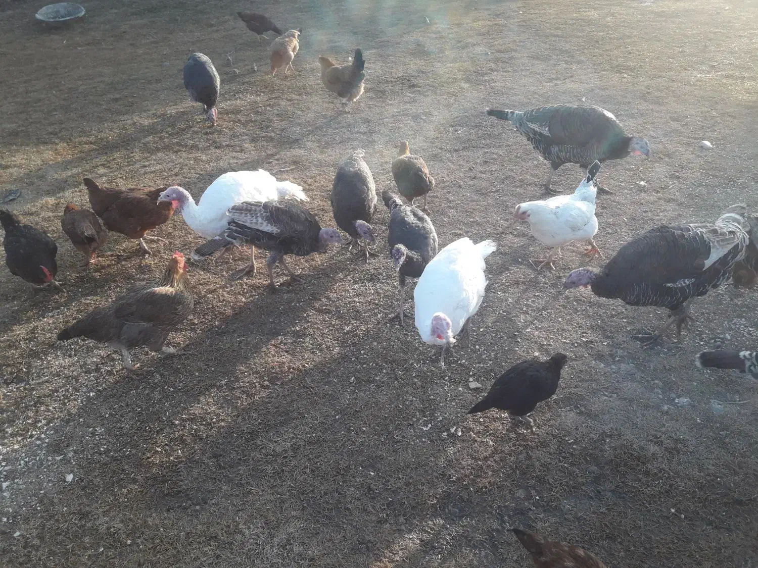 چند عدد بوقلمو ن  ومرغ به فروش میرسد|حیوانات مزرعه|پلدشت, |دیوار