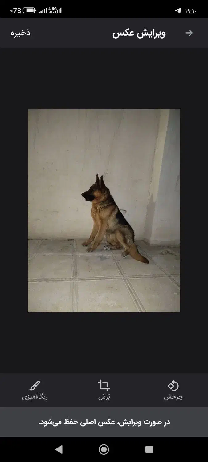 جفت ژرمن شپرد نر و مادع|سگ|تهران, امیریه|دیوار