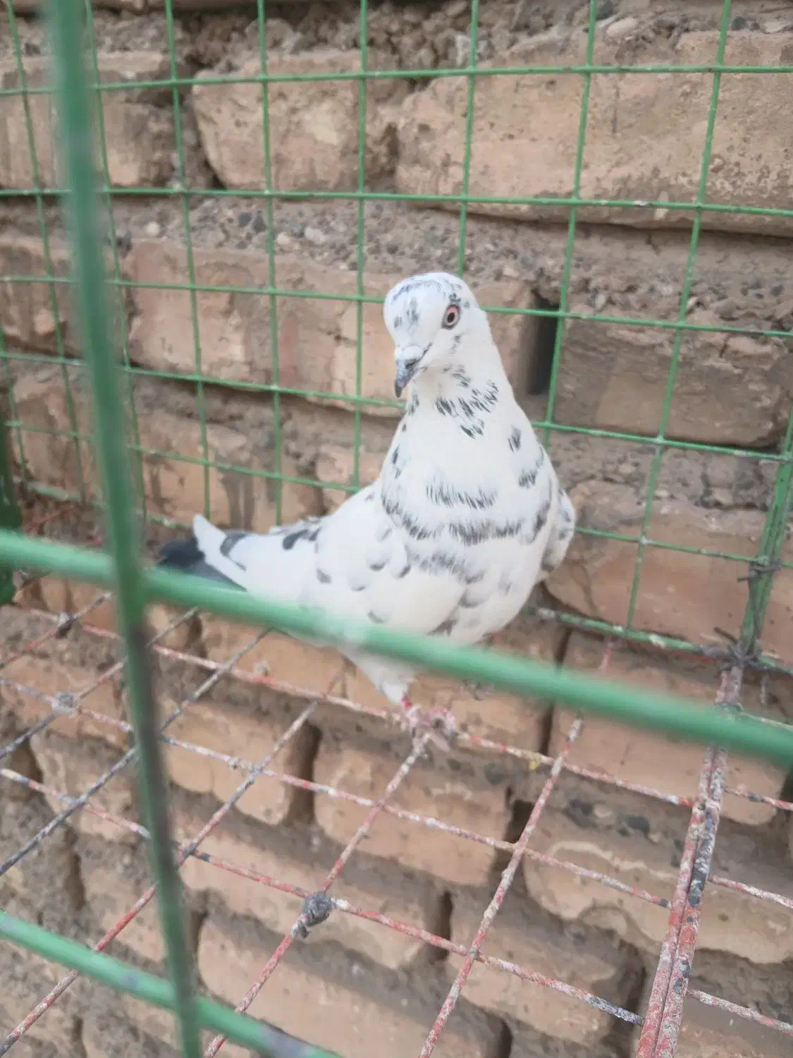 تهرانی|پرنده|اصفهان, سرچشمه|دیوار