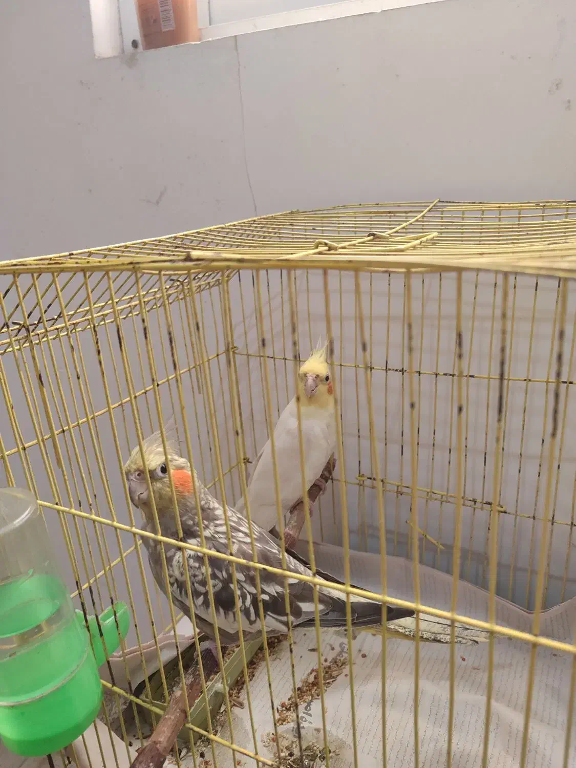 عروس هلندی نر و ماده|پرنده|لنگرود, |دیوار